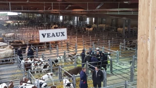 Export et FCO :  La filière en souffrance